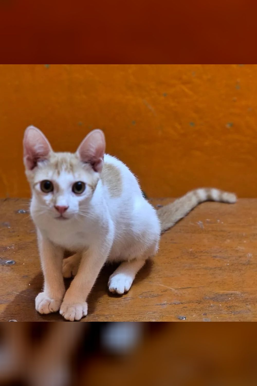 Two sibling cats — Kolkata