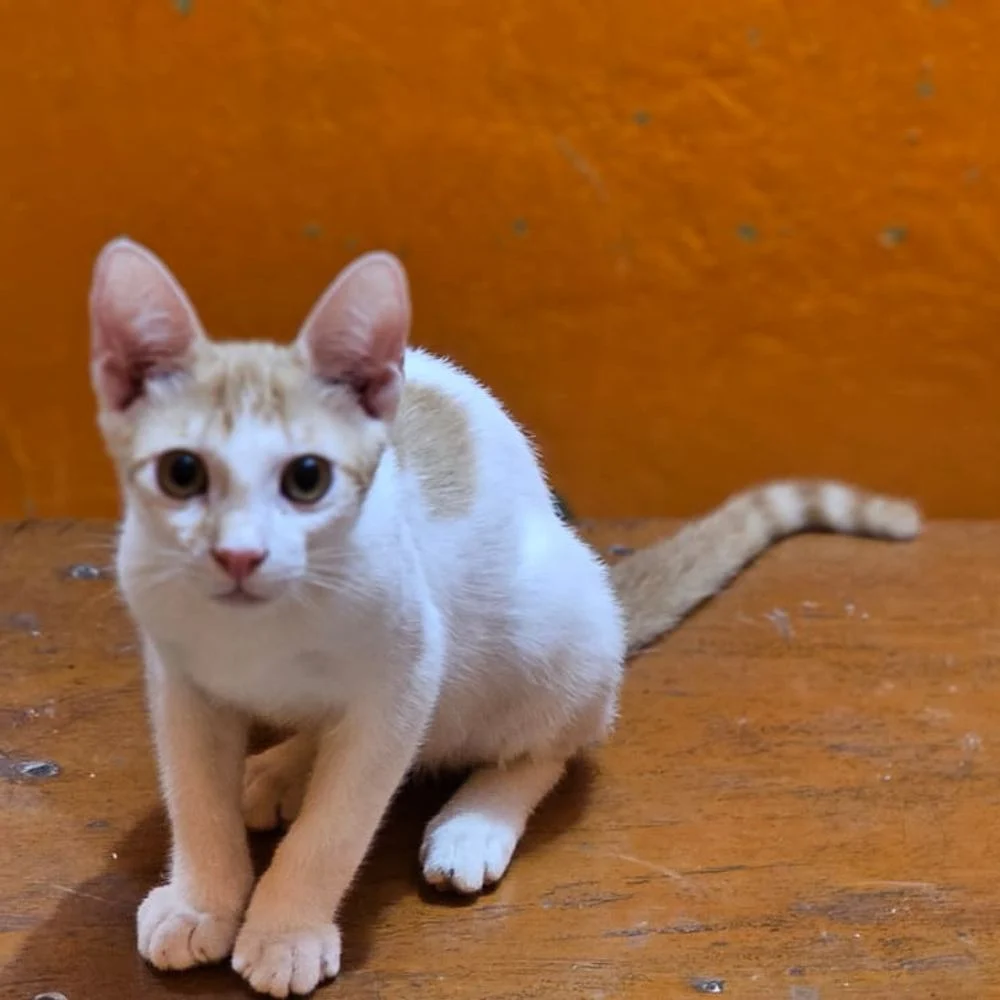 Two sibling cats - pet for adoption in Kolkata