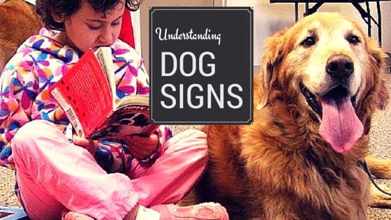 understanding body dog language of dog