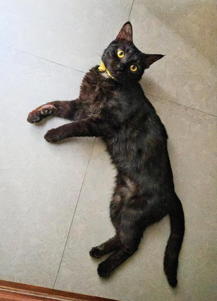Up for adoption - pet in Delhi NCR