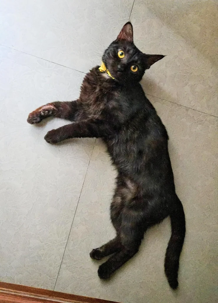Up for adoption - pet in Delhi NCR