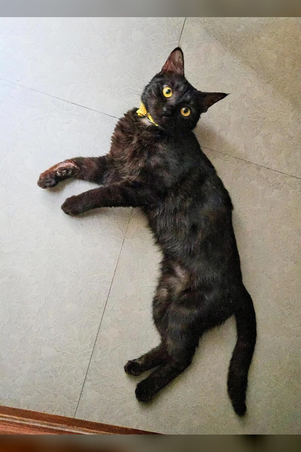 Up for adoption — Delhi NCR