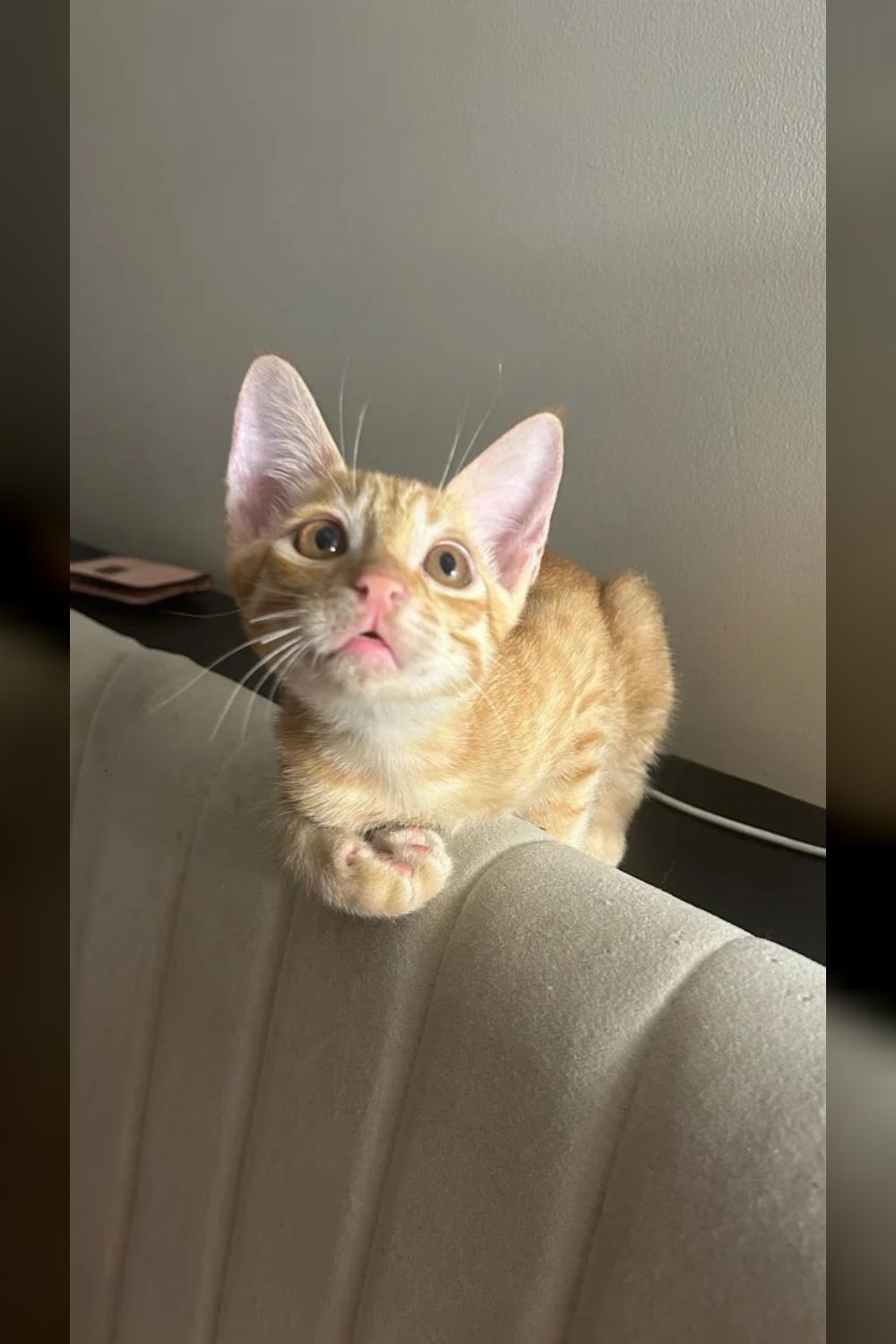 7-month-old male kitten for adoption in Shivalik — Delhi NCR