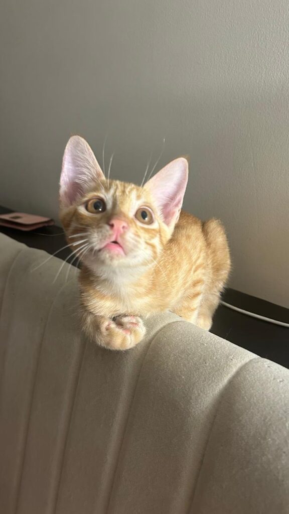 Urgent Adoption Appeal - pet in Delhi NCR