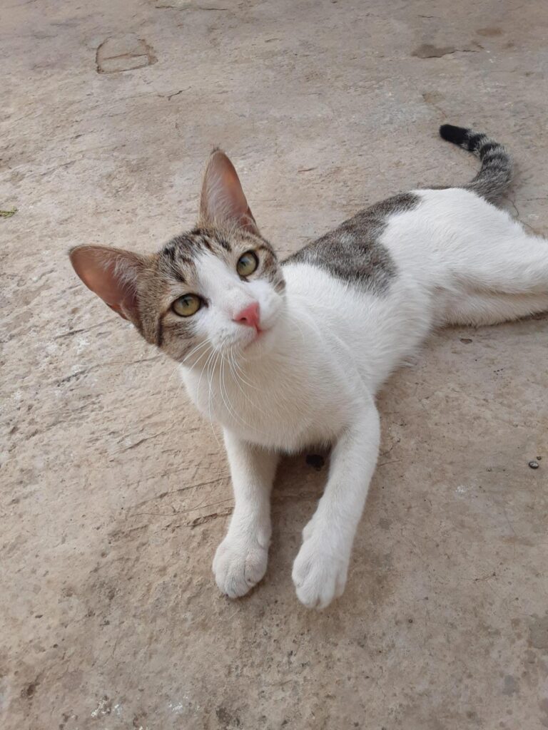 Urgent adoption appeal - pet in Delhi NCR (listing 93849)