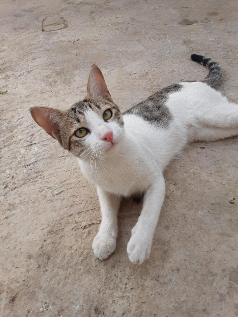 Urgent adoption appeal - pet in Delhi NCR (listing 93793)