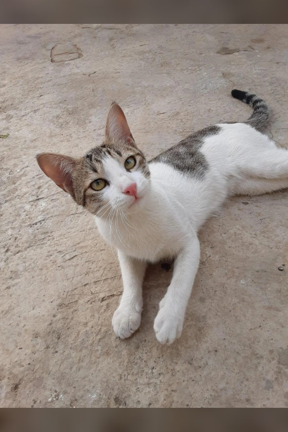 Neutered male cat needs a calm new home — Delhi NCR