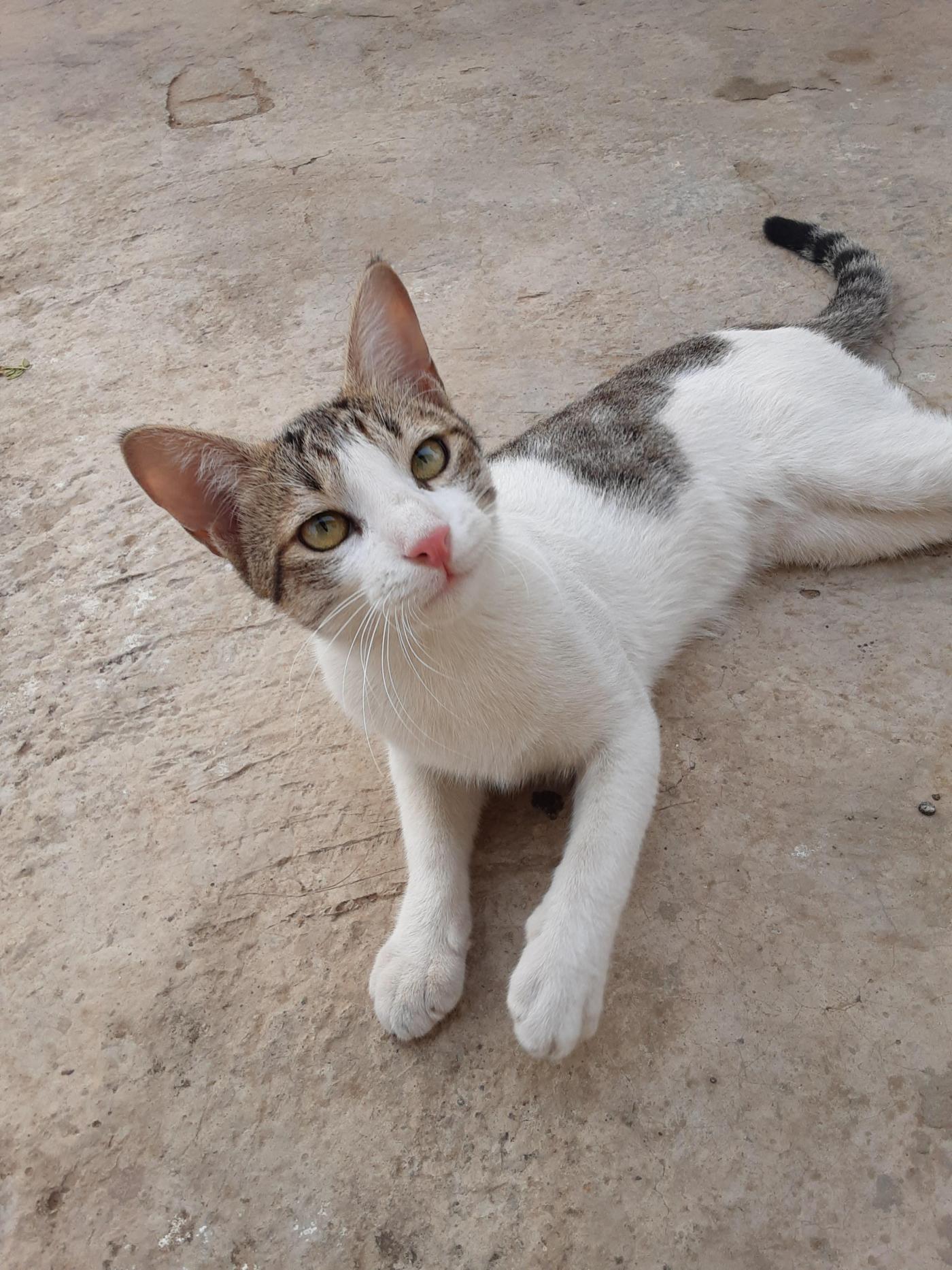 Urgent adoption appeal — Delhi NCR
