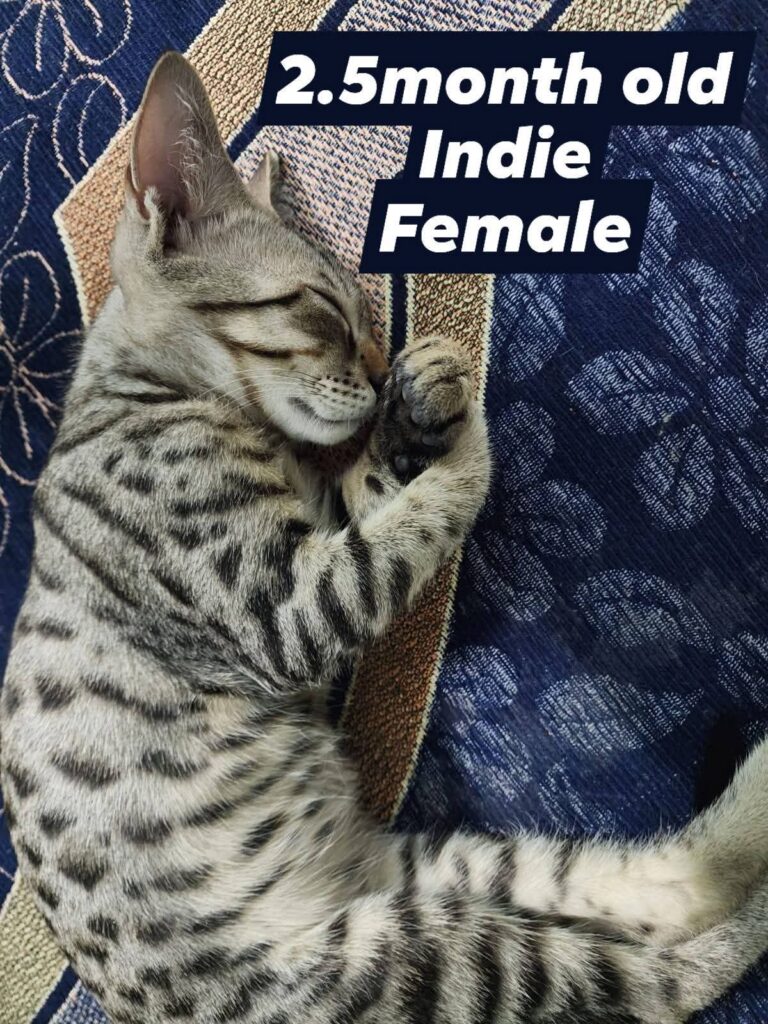 Urgent Adoption Appeal For Few Kittens (Delhi/NCR) - kitten in Delhi NCR