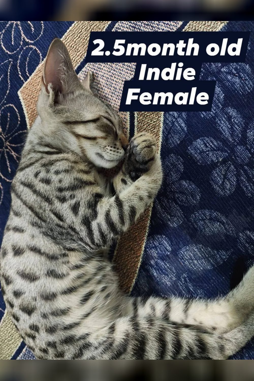Few, a kitten for adoption — Delhi NCR