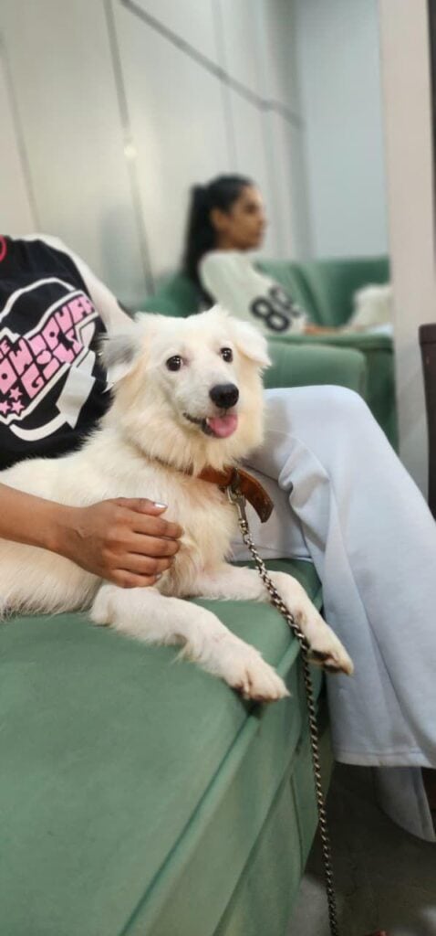 Urgent adoption appeal for Lily - pet in Mumbai