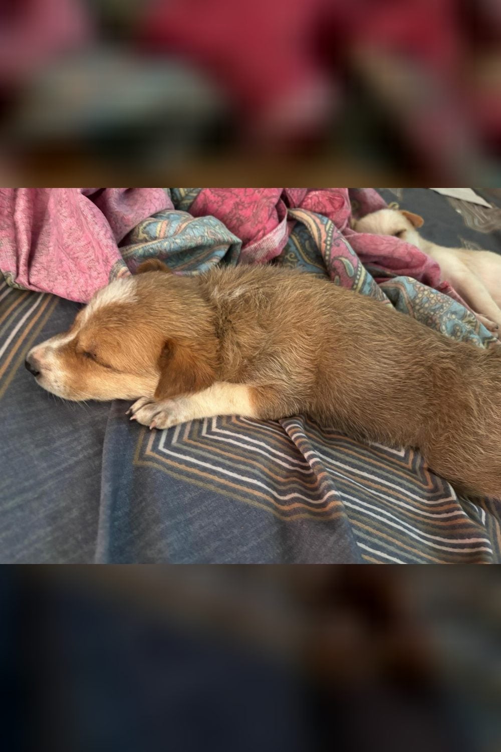 Two puppies for adoption — Bengaluru