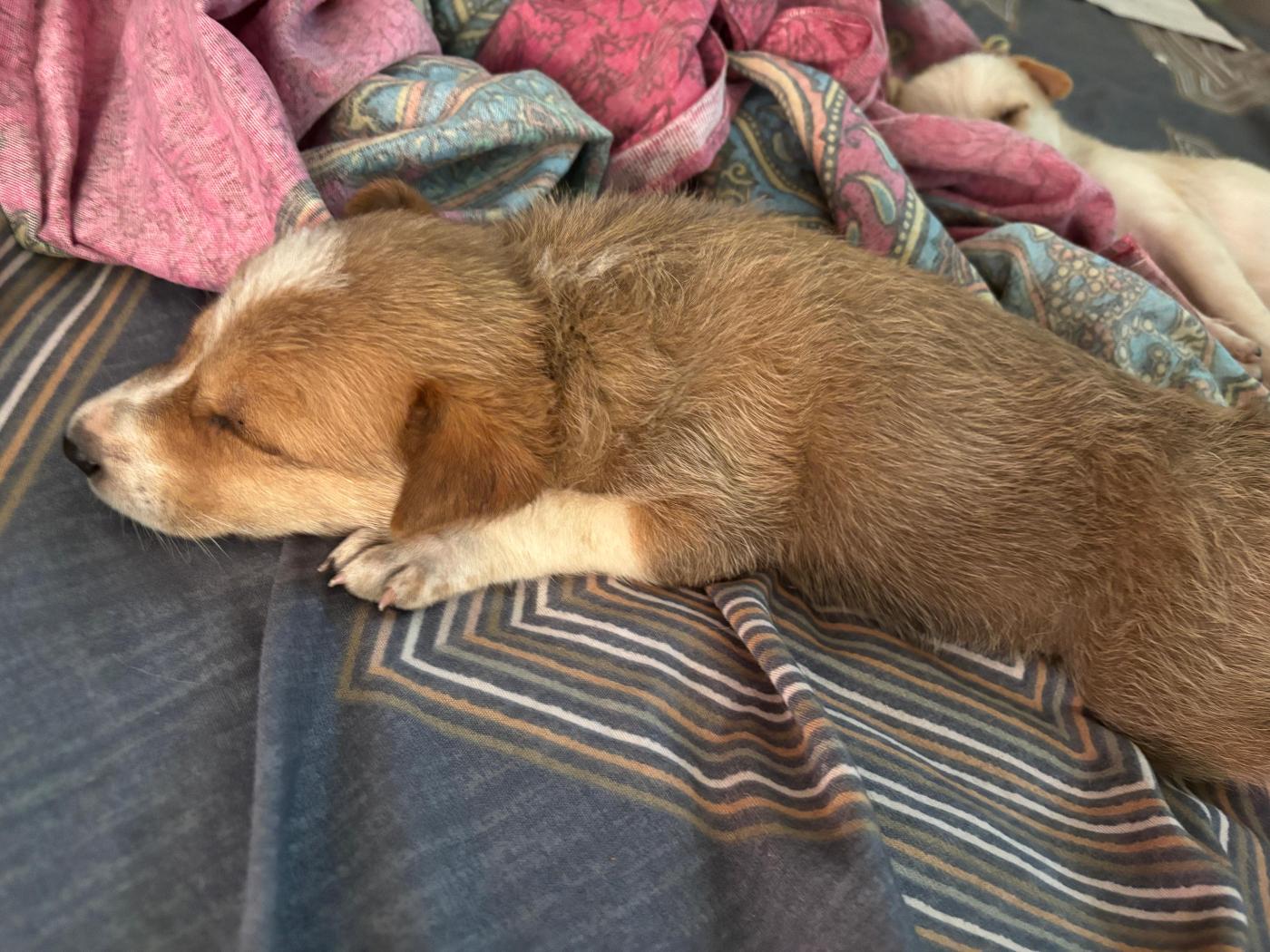 Two puppies for adoption — Bengaluru