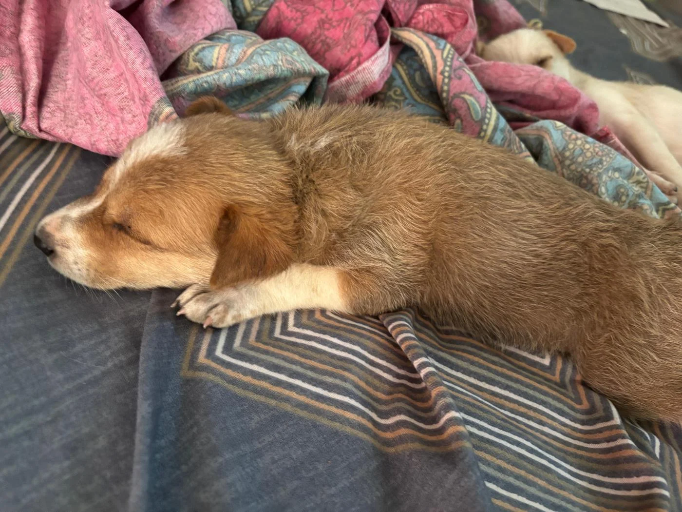 Two puppies for adoption in Bengaluru