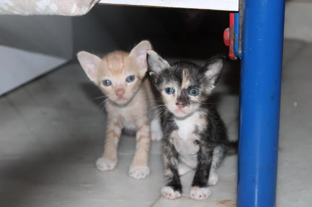Urgent adoption appeal - pet in Mumbai