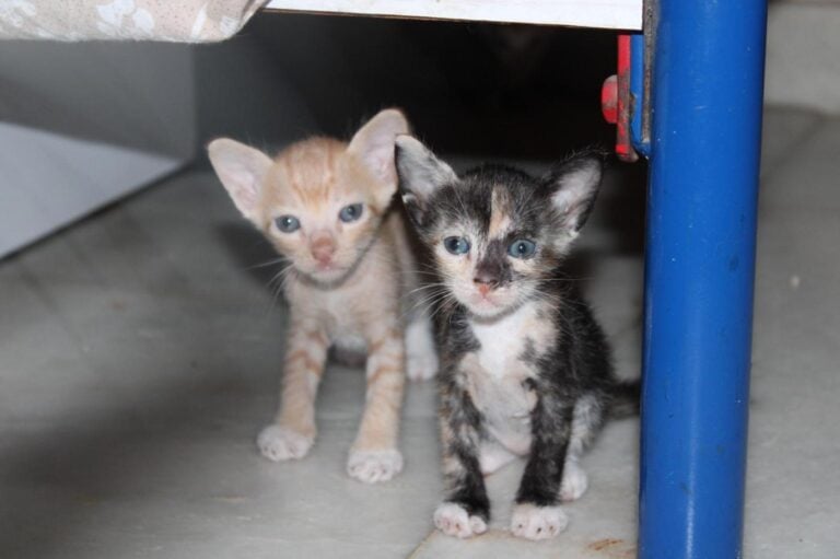 Urgent adoption appeal, adoptable cat in Mumbai