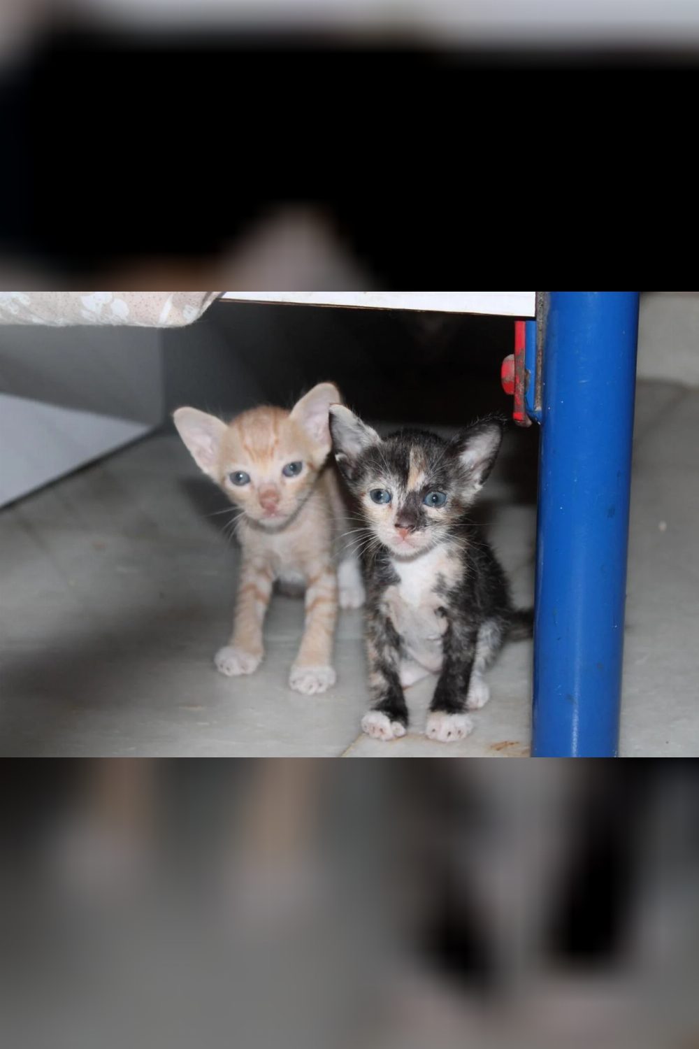 Urgent adoption appeal — Mumbai