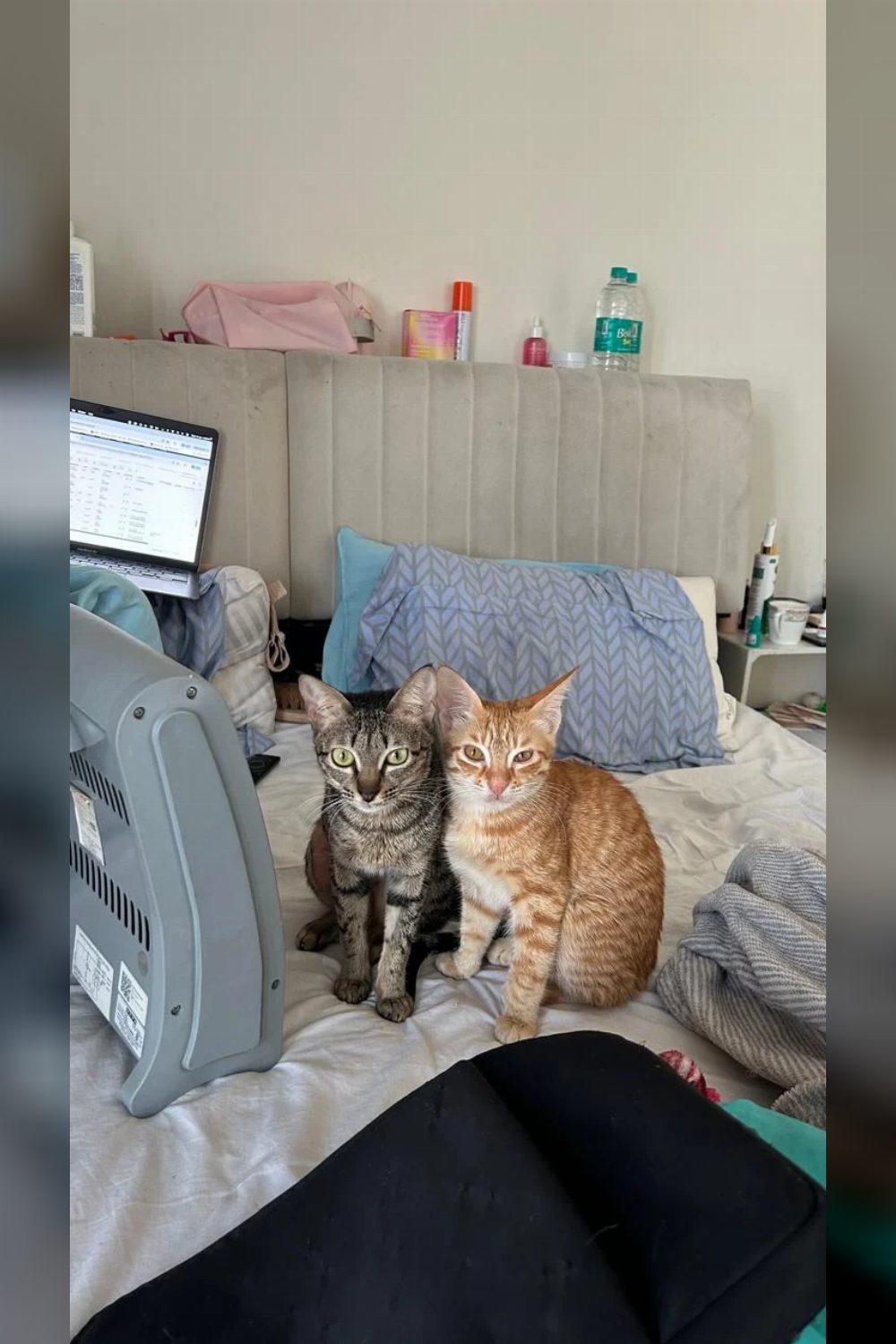 Chase, a Playful 6-Month-Old Ginger Male Cat, Needs a Home β Delhi NCR