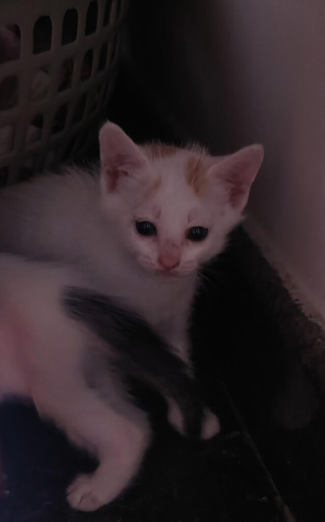 Urgent Adoption/Foster Needed – Mother Cat & 4 Kittens (Bangalore, Chikka... - kitten in Bengaluru