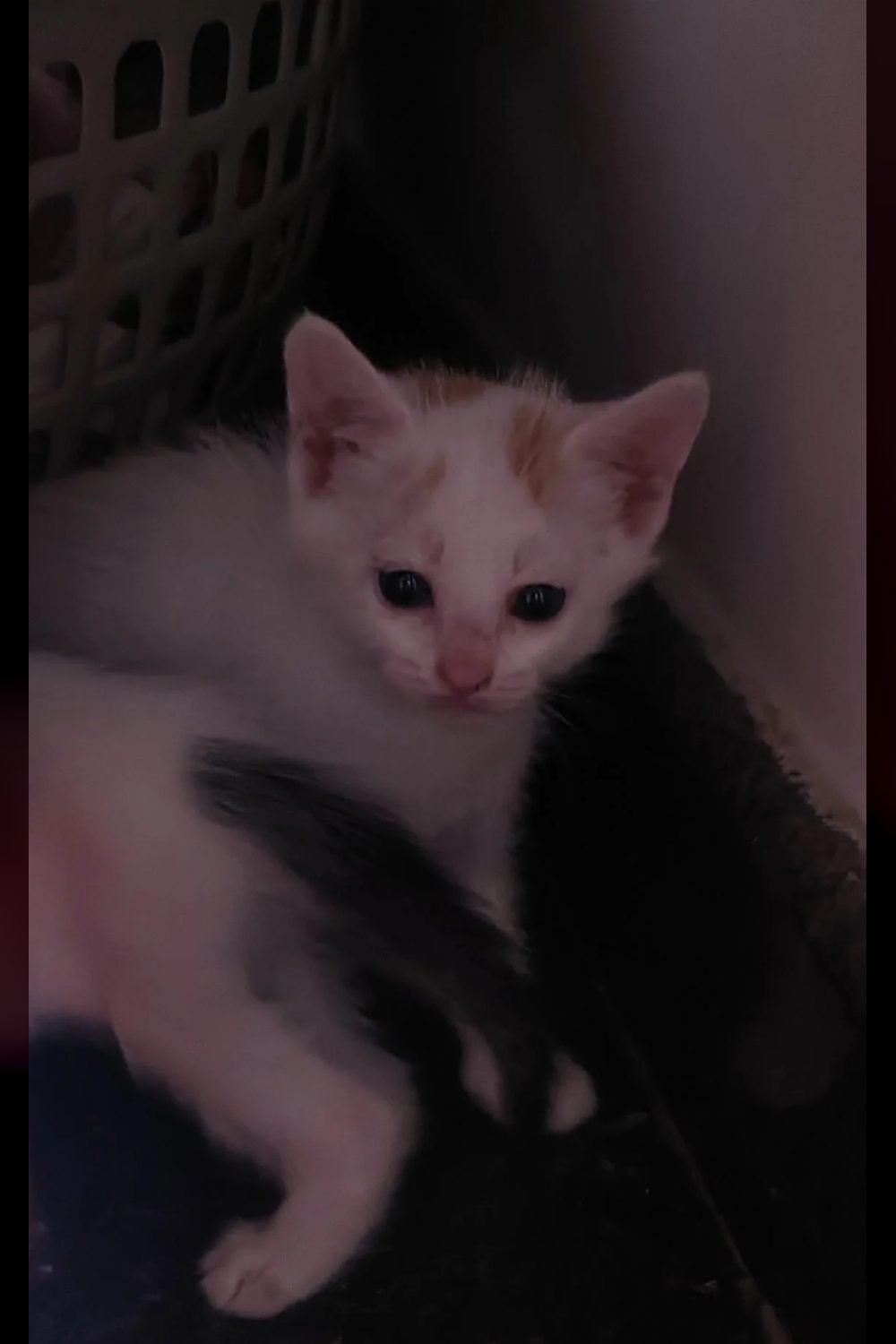Four 1-month-old kittens for adoption — Bengaluru