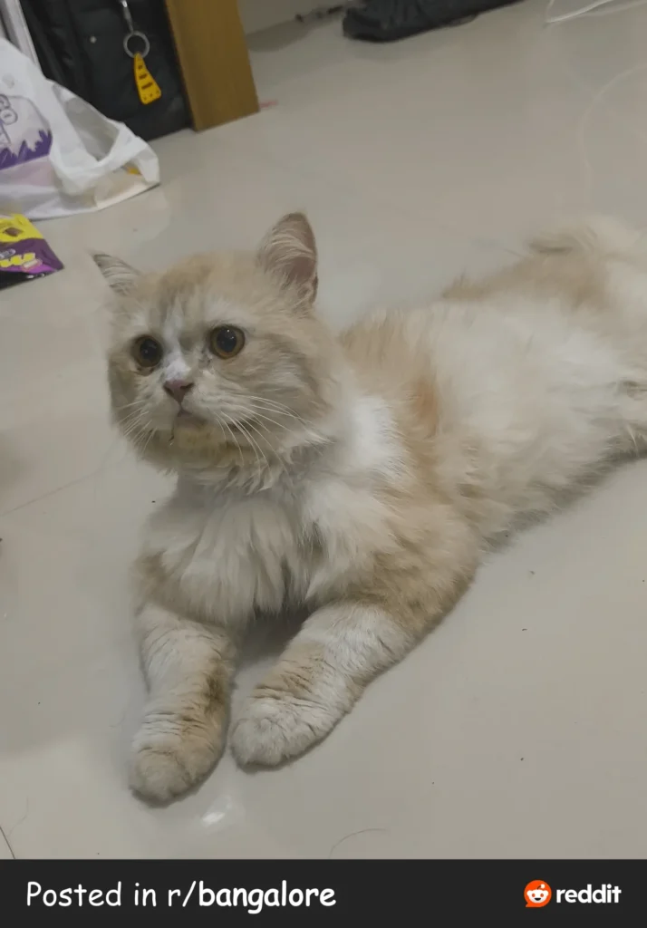 Urgent Adoption: Male Persian Cat in HSR Layout, Bangalore - kitten in Bengaluru