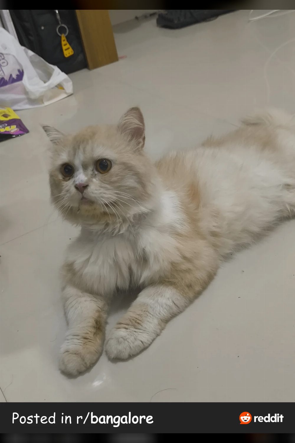 Male Persian cat for adoption in Hsr — Bengaluru