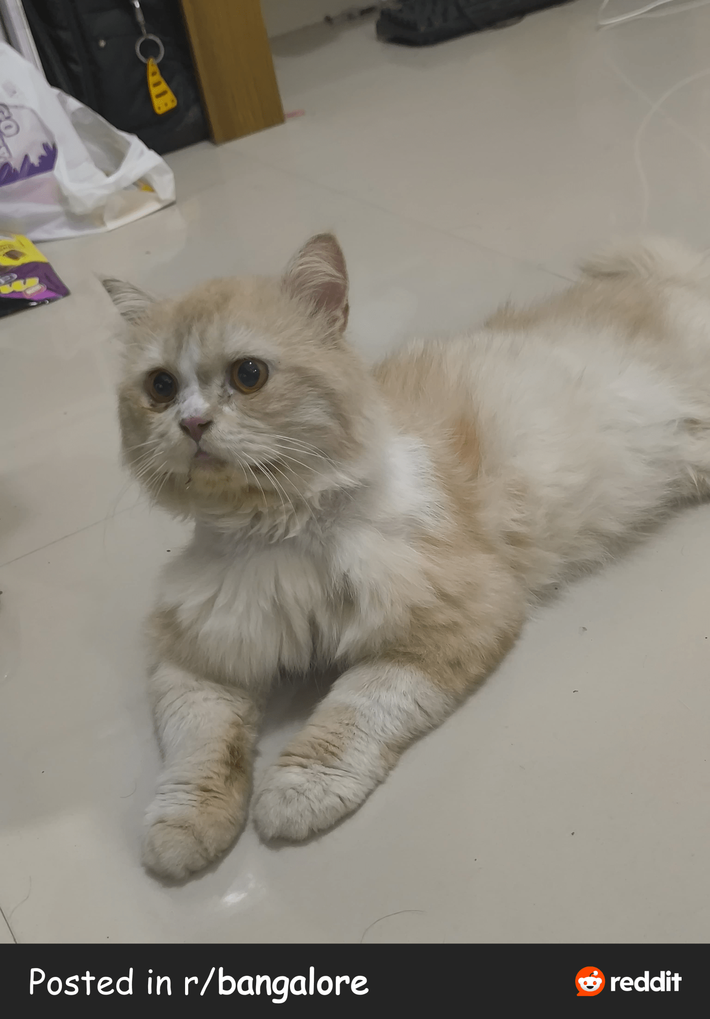 Male Persian cat for adoption in Hsr — Bengaluru