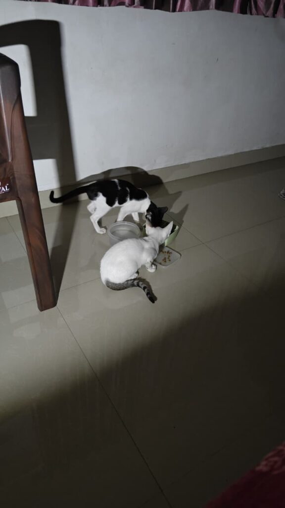 Urgent Adoption Request!!!!! - pet in Mumbai