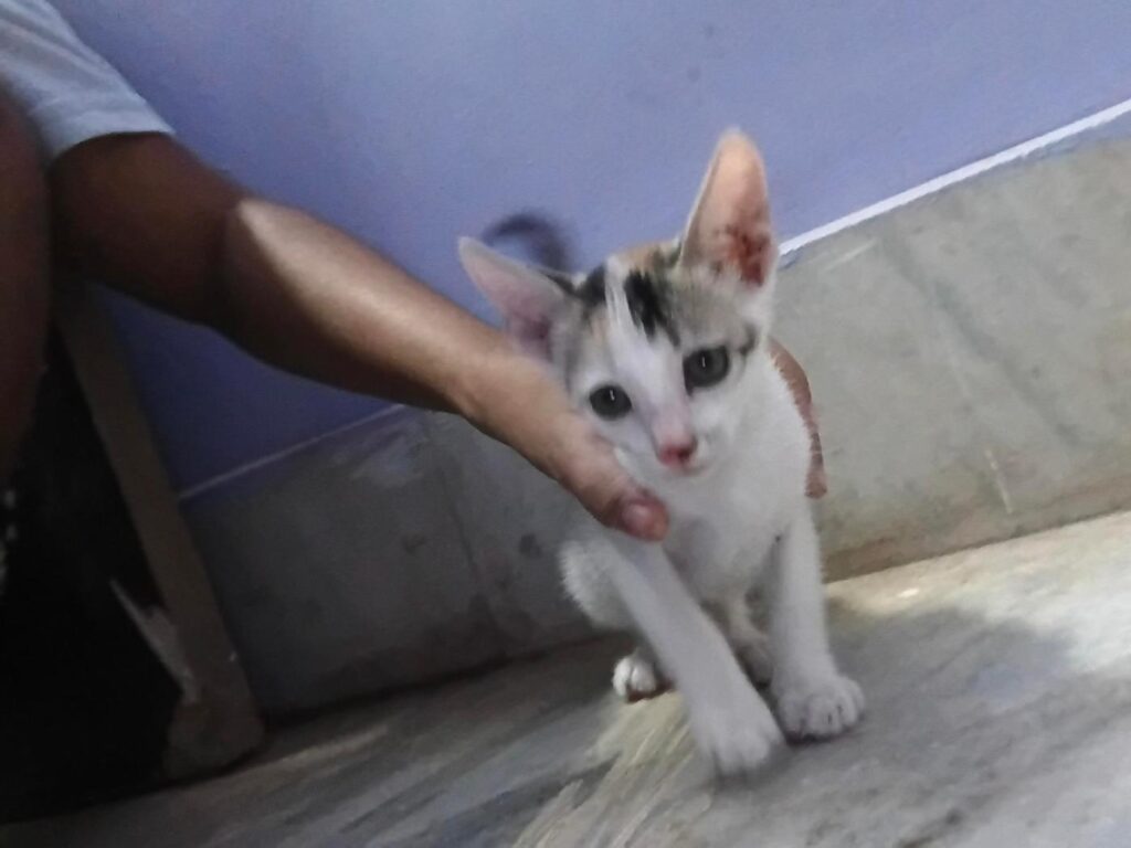 Urgent Adoption Request!!!! Please adopt both of them if anyone can I took th... - pet in India