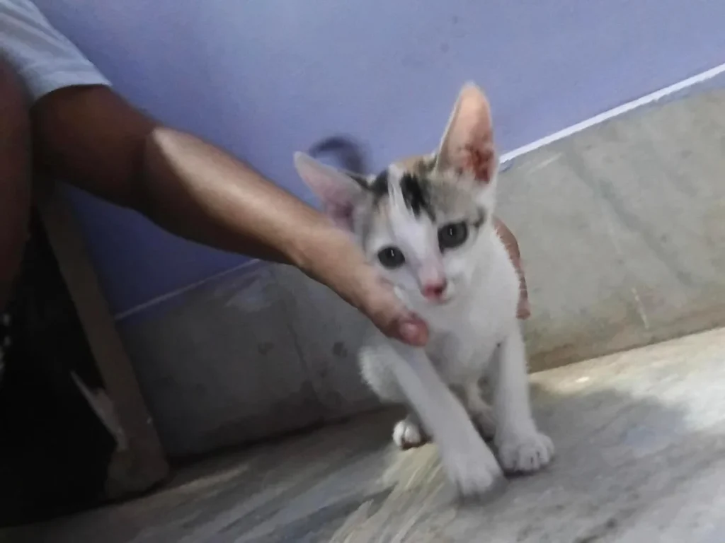 Urgent Adoption Request!!!! Please adopt both of them if anyone can I took th... - pet in India