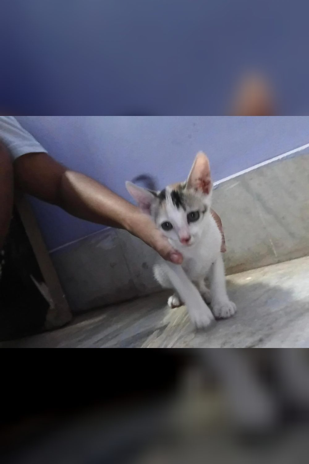 1.5-month-old female kitten for adoption — Cuttack