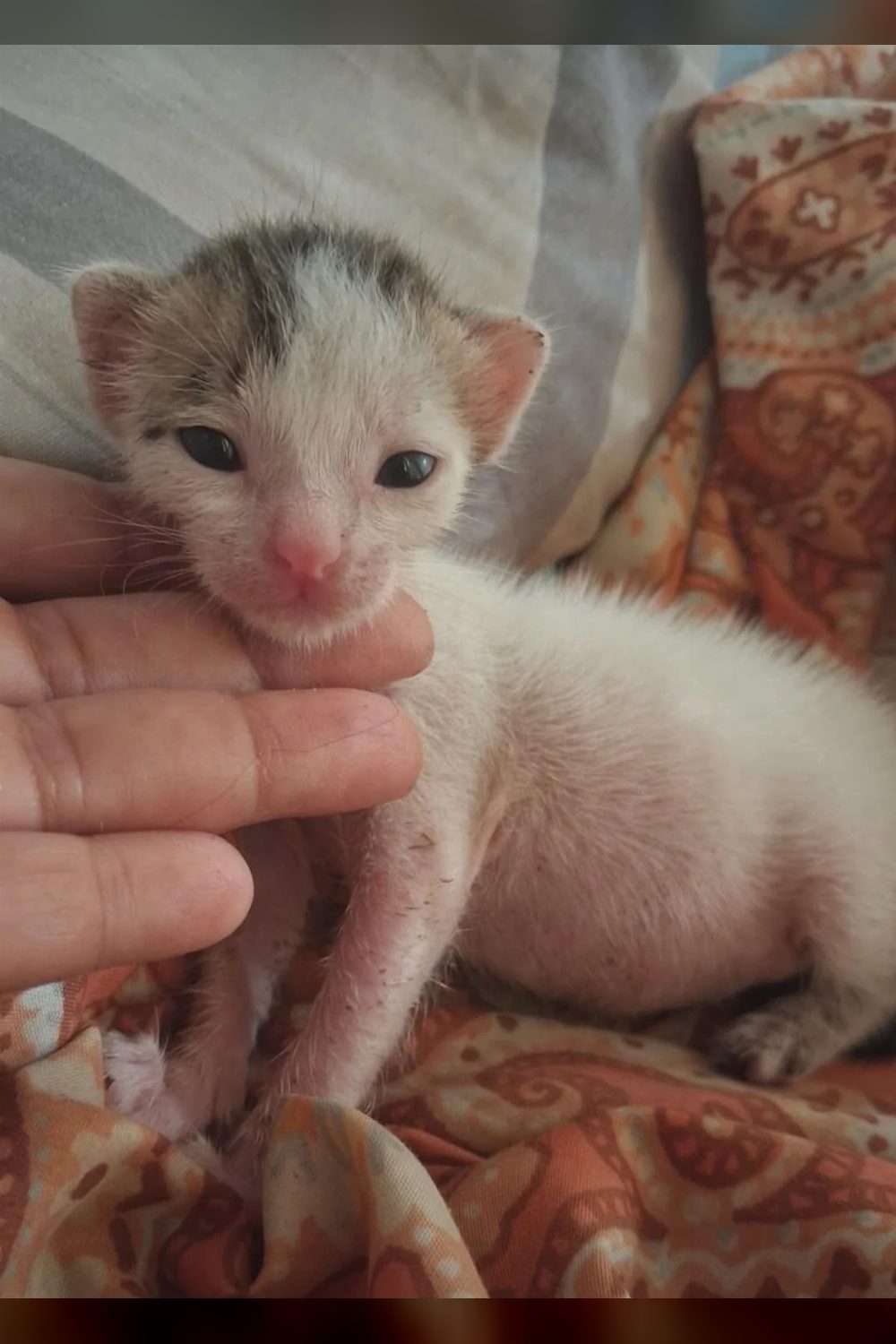 Urgent appeal: foster or adopt a newborn kitten — Navi Mumbai