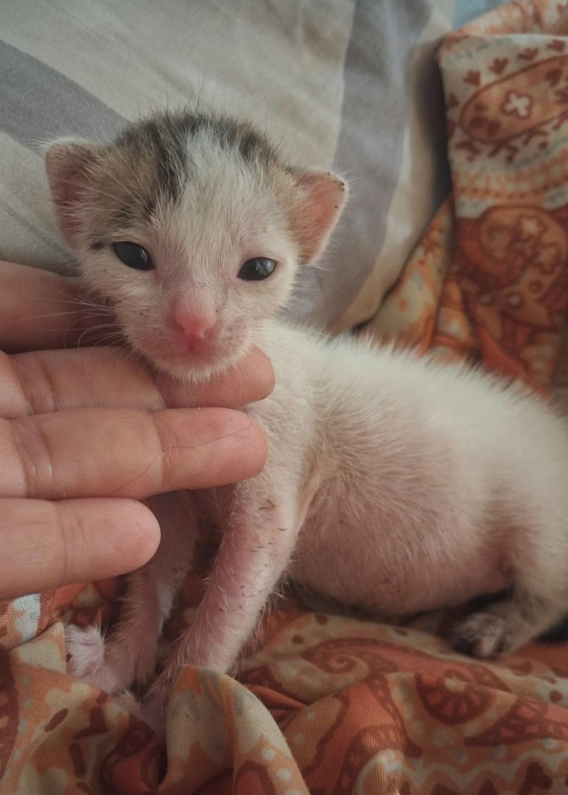 Urgent appeal: foster or adopt a newborn kitten — Navi Mumbai