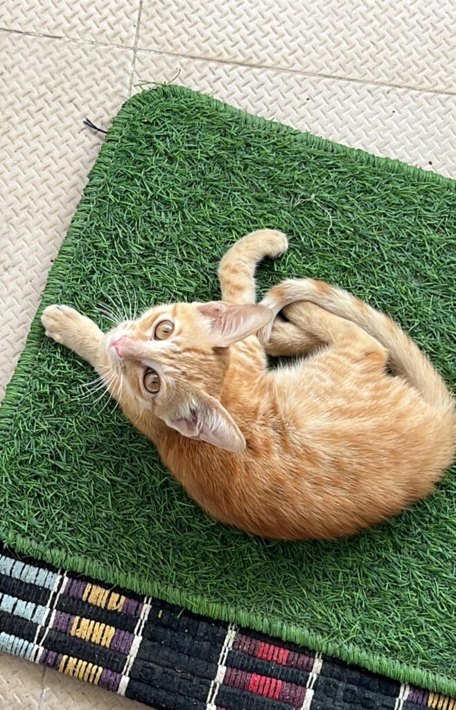 Urgent Foster/Adoption Needed for Injured Kitten (Bangalore) - kitten in Bengaluru