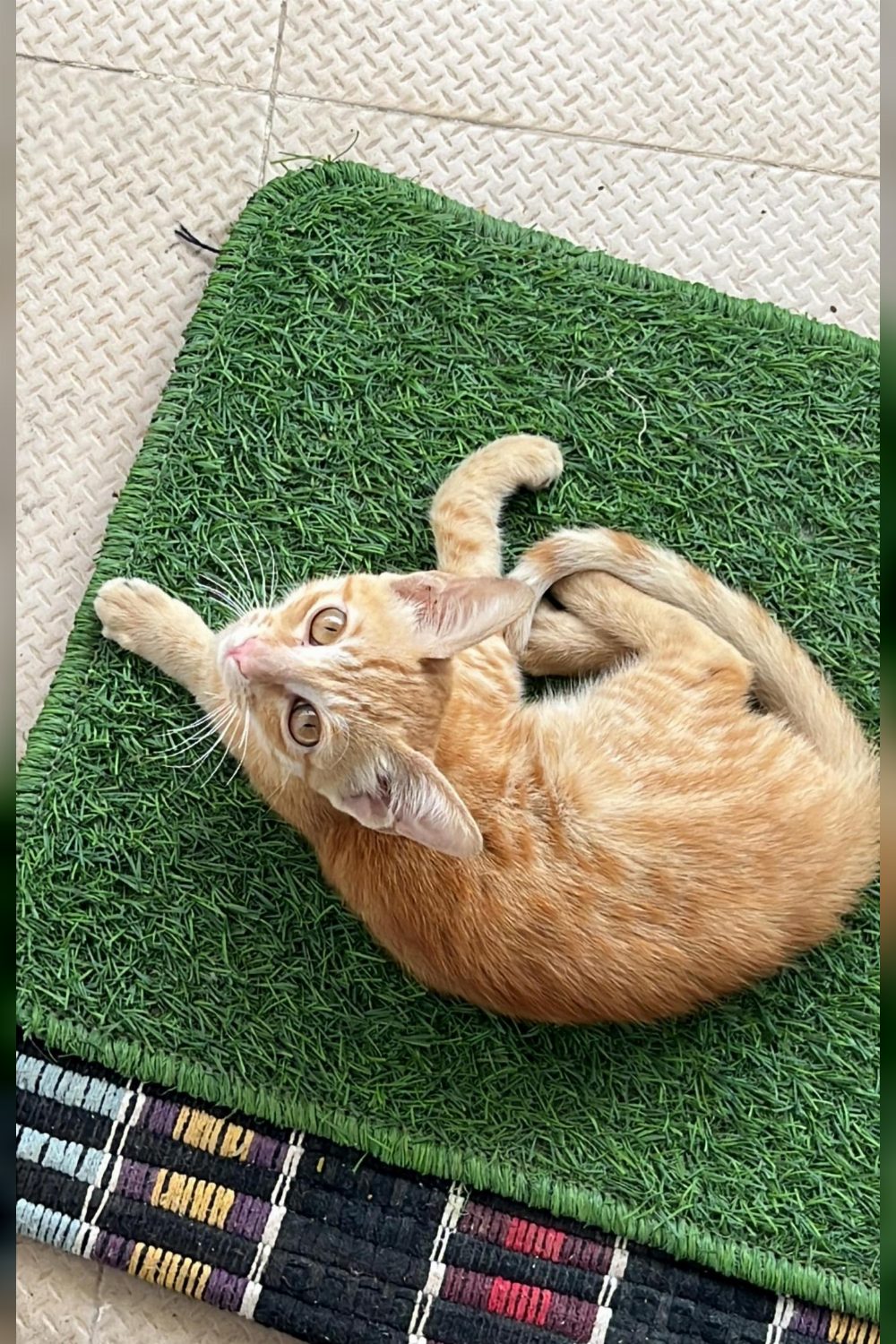 Urgent Foster/Adoption Needed for Injured Kitten (Bengaluru)