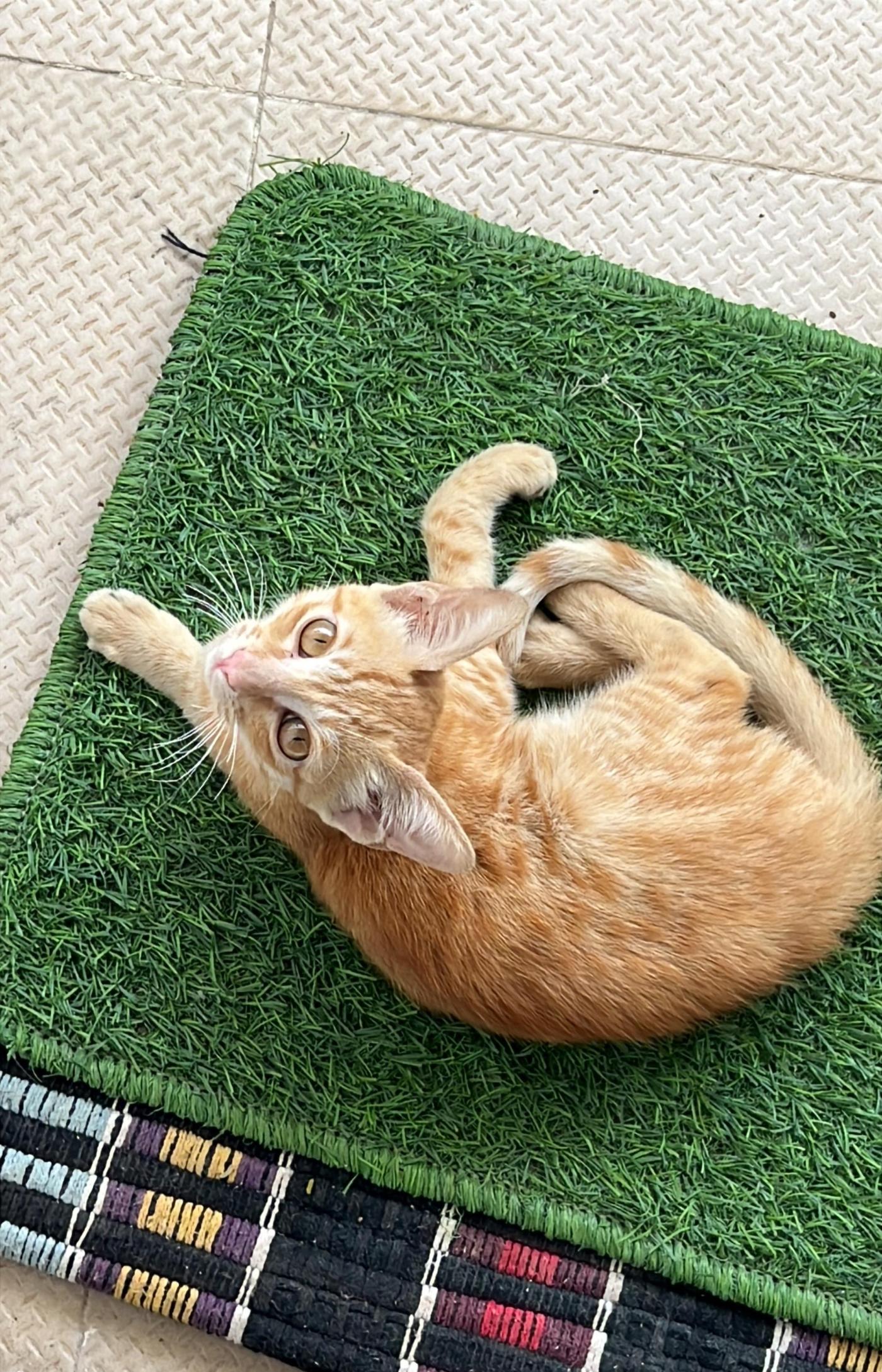 Urgent Foster/Adoption Needed for Injured Kitten (Bangalore)