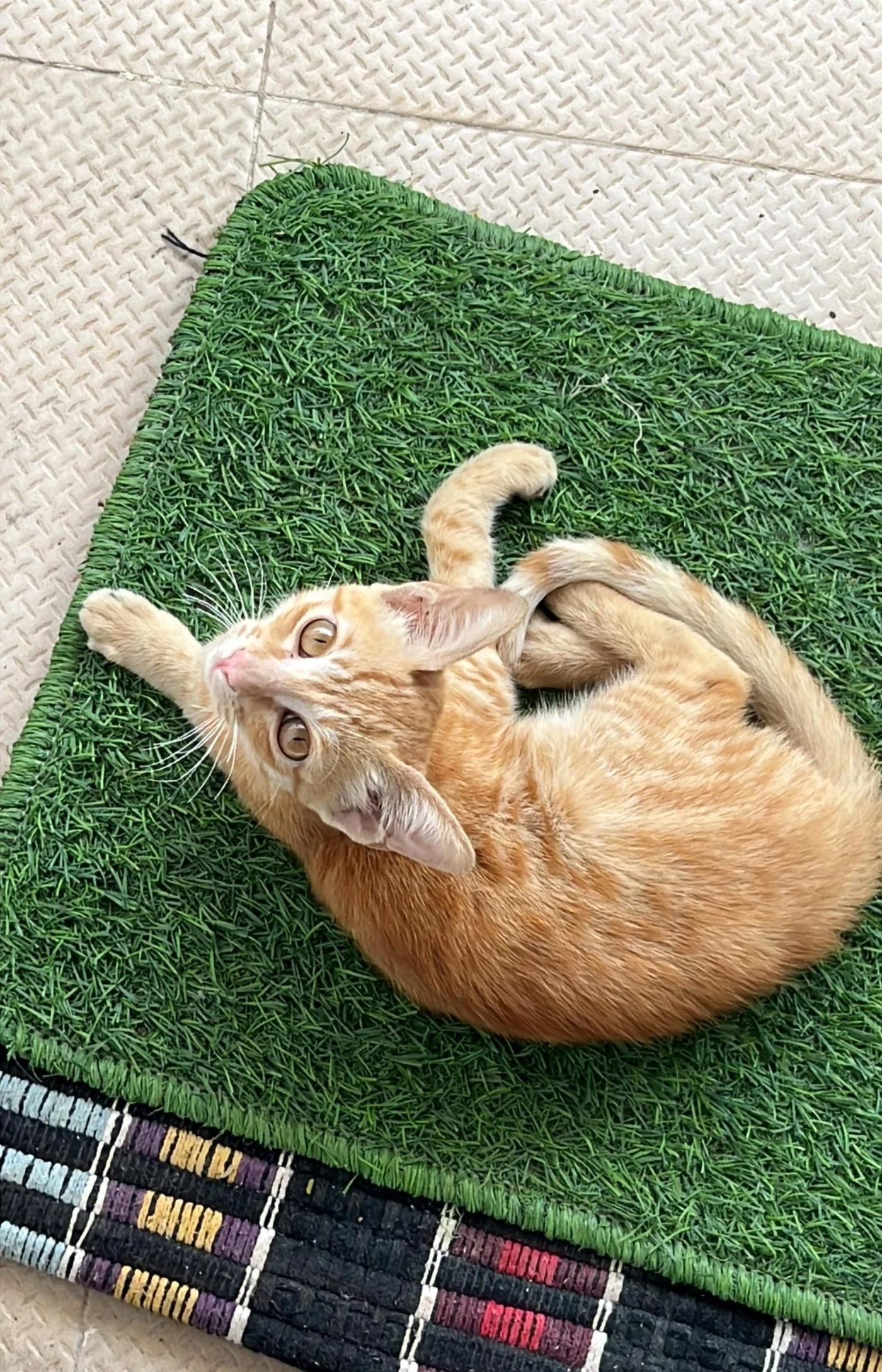 Urgent Foster/Adoption Needed for Injured Kitten (Bengaluru)
