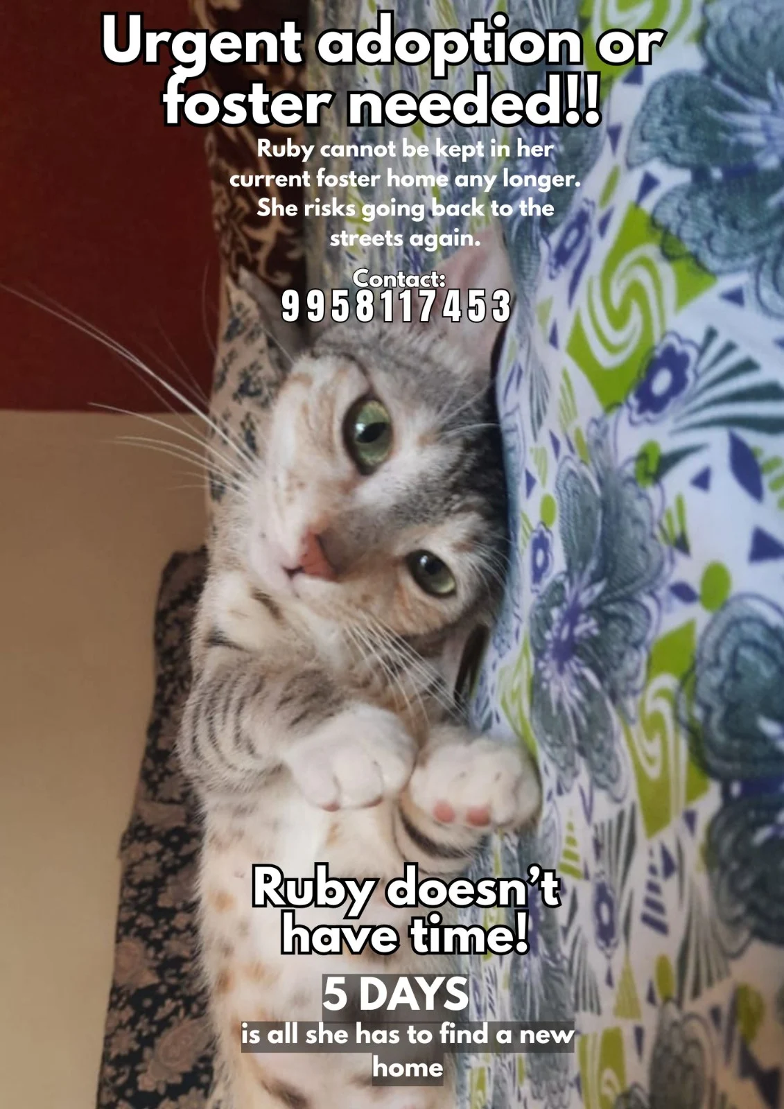 Urgent : Foster OR Adoption FOR RUBY in Pune