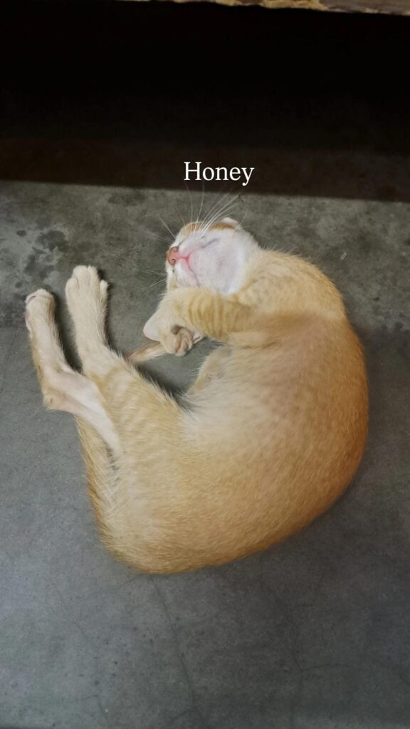 Urgent Kitten Adoption Appeal - kitten in Delhi NCR