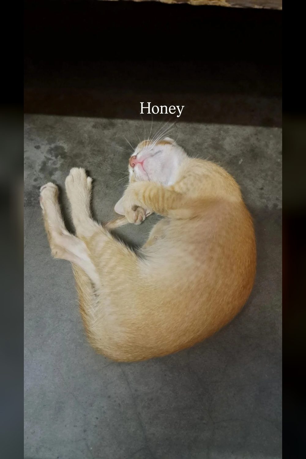 Urgent kitten adoption appeal from Shahdara — Delhi NCR