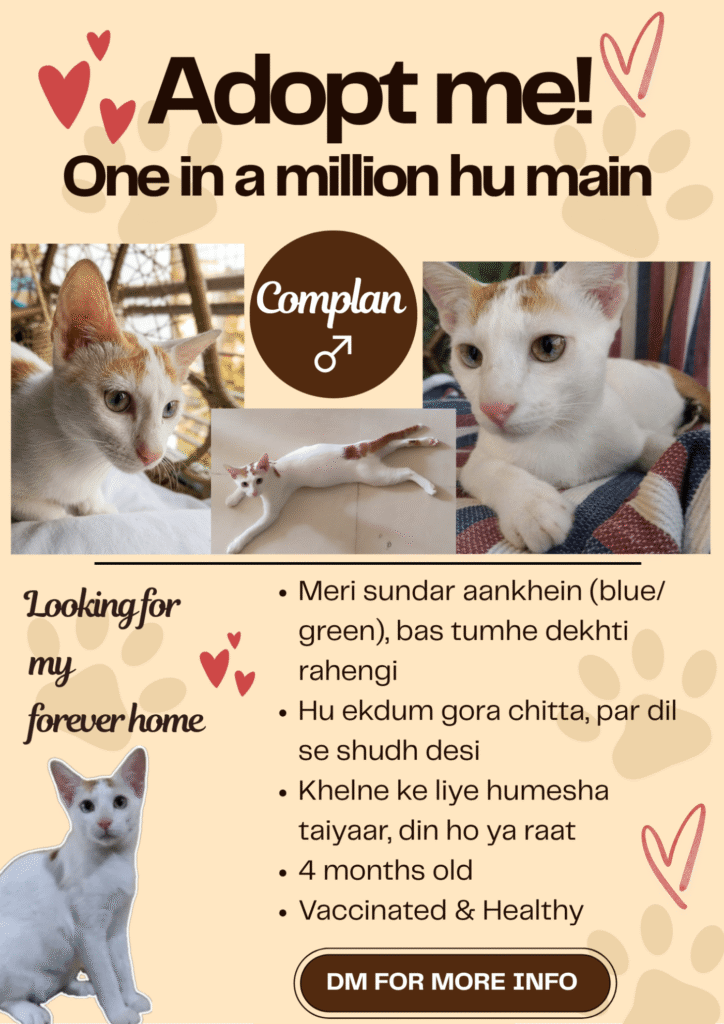 Urgent Kitten Adoption Appeal - kitten in Mumbai