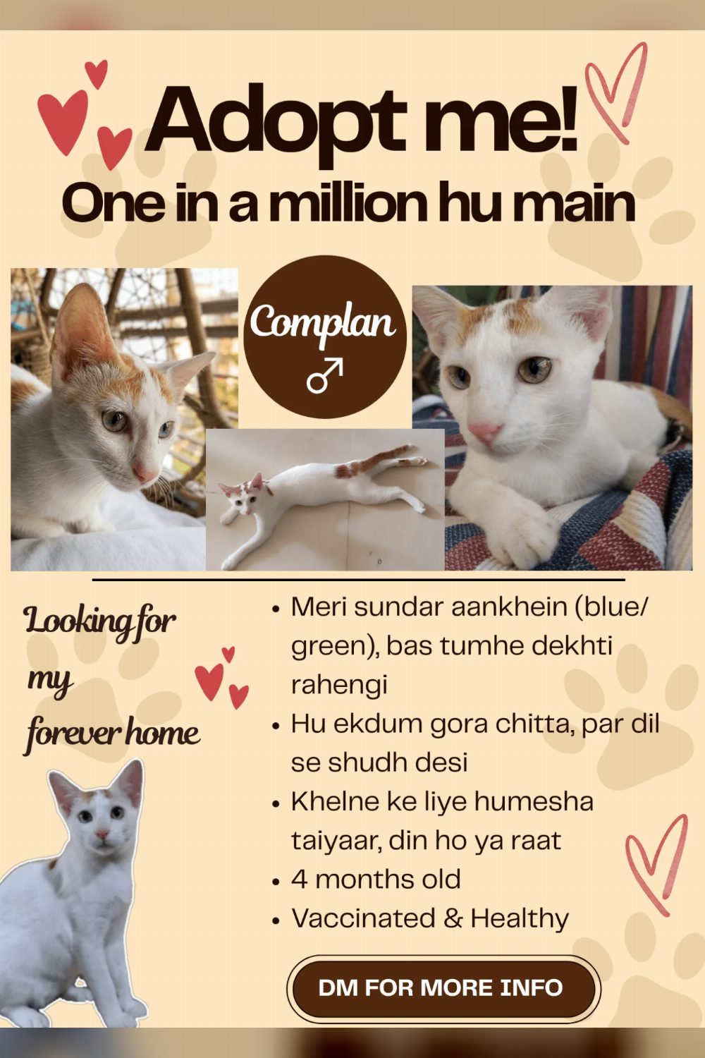 Urgent Kitten Adoption Appeal — Mumbai