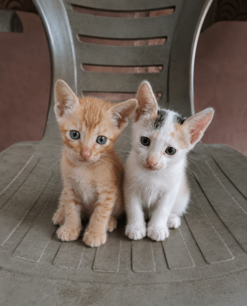 Urgent Kitten PAIR Adoption - kitten in Delhi NCR