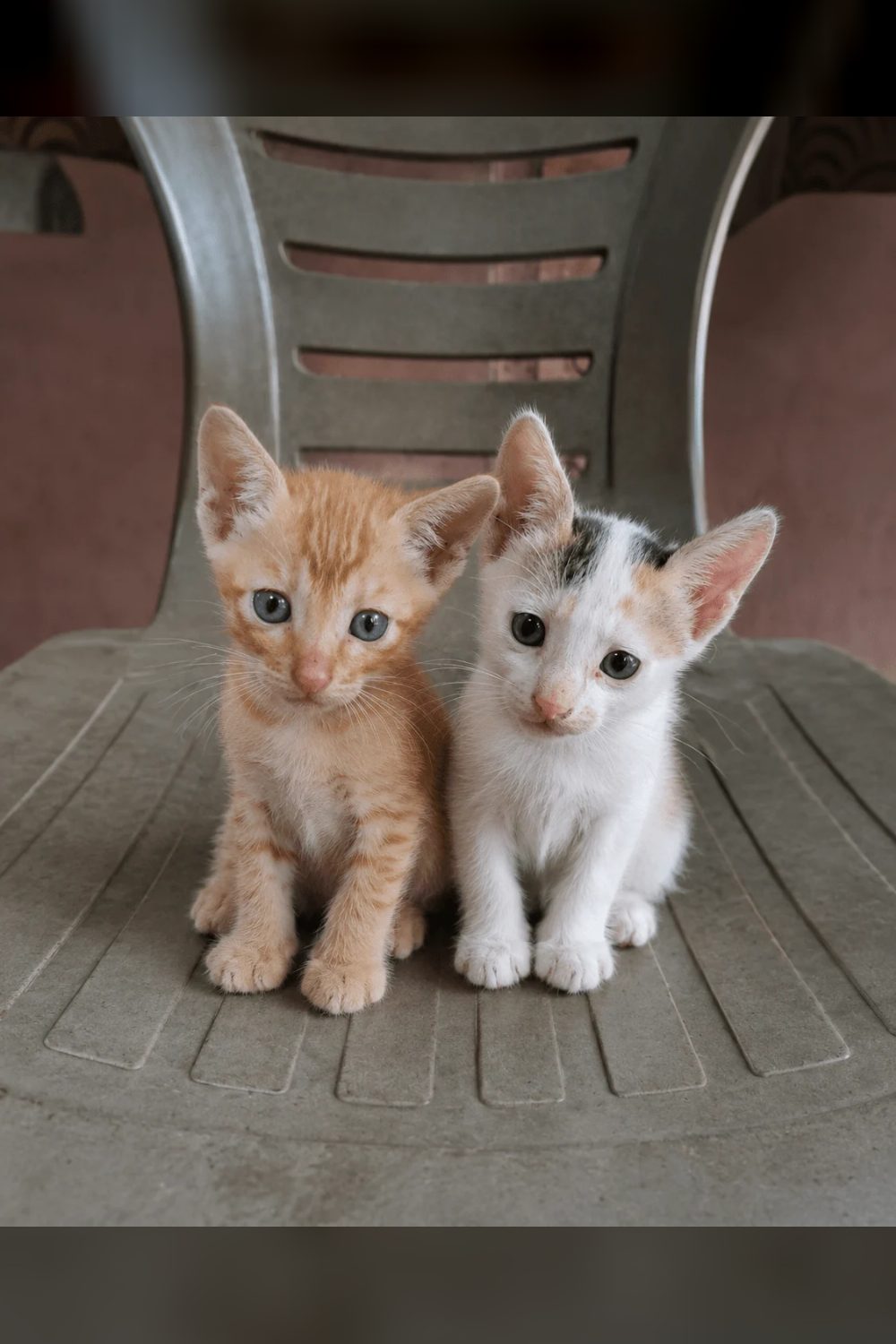 Urgent adoption appeal for a pair of kittens in Shahdara โ Delhi NCR