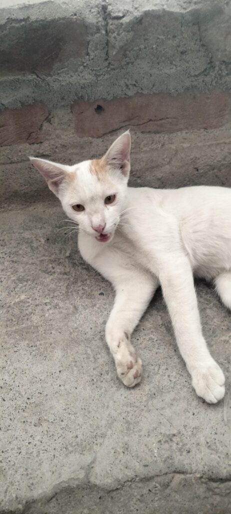 Urgent stray kitty adoption (delhi) - pet in Delhi NCR