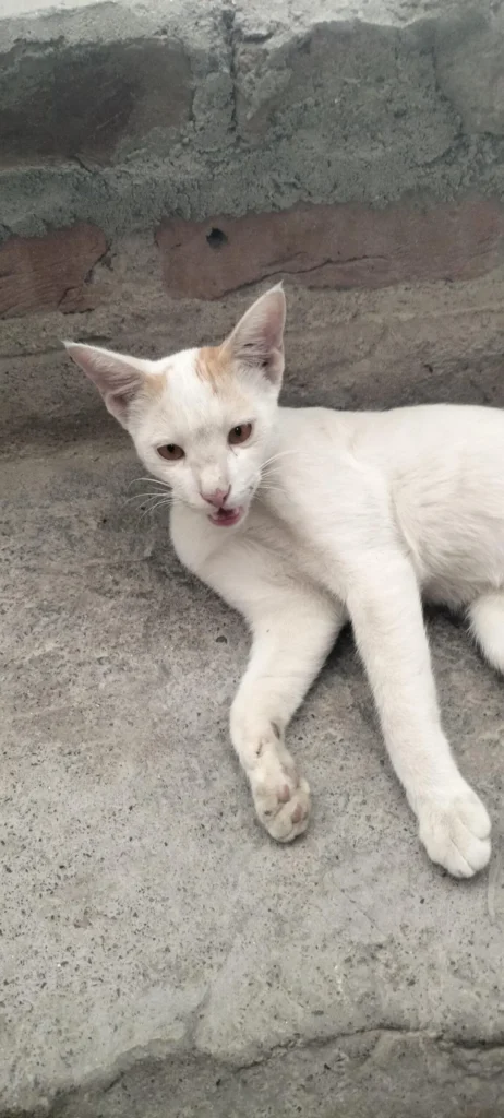 Urgent stray kitty adoption (delhi) - pet in Delhi NCR