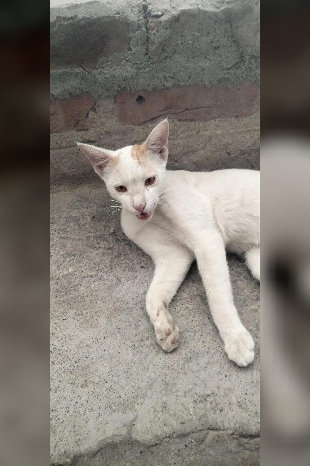 Urgent stray kitty adoption (delhi)