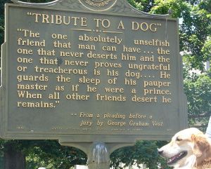 How Dogs became man's best friend