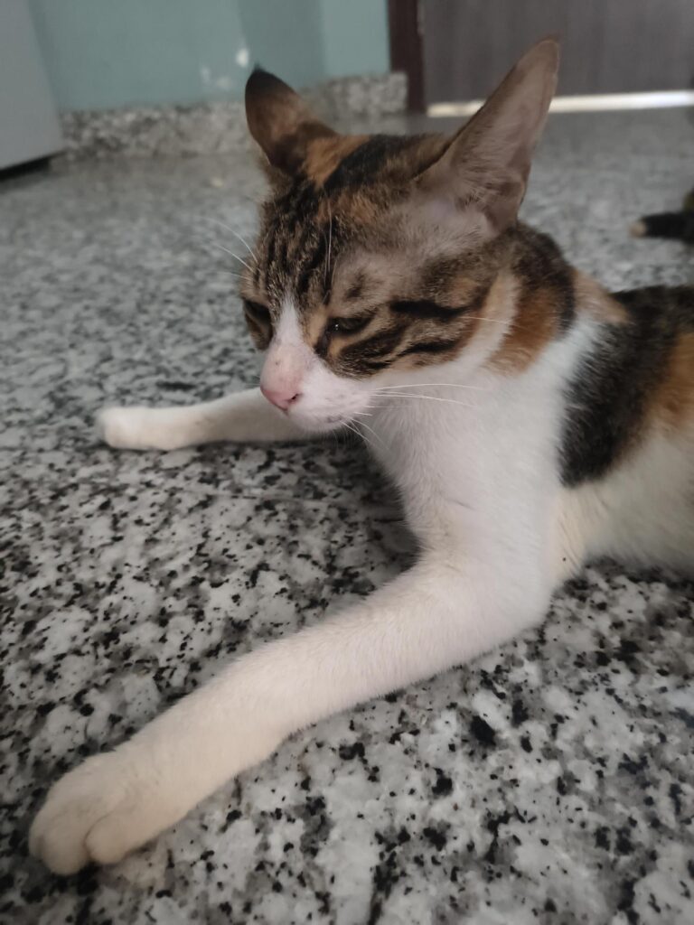 We need your help with the adoption of our 1 year old female cat Lucy...free ... - kitten in Delhi NCR