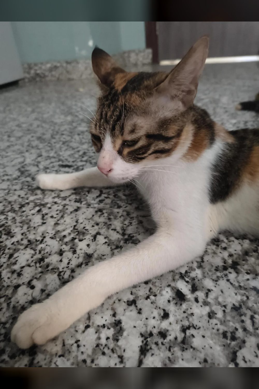 Adopt Lucy, a 1-year-old female cat — Delhi NCR